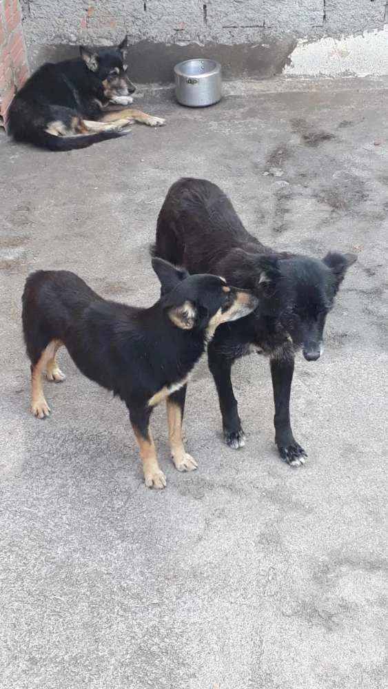 Cachorro ra a Vira lata idade 6 ou mais anos nome Pequena