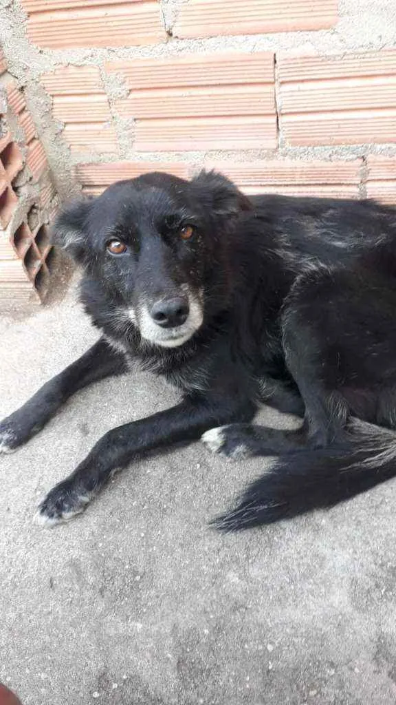 Cachorro ra a Vira lata idade 6 ou mais anos nome Negona