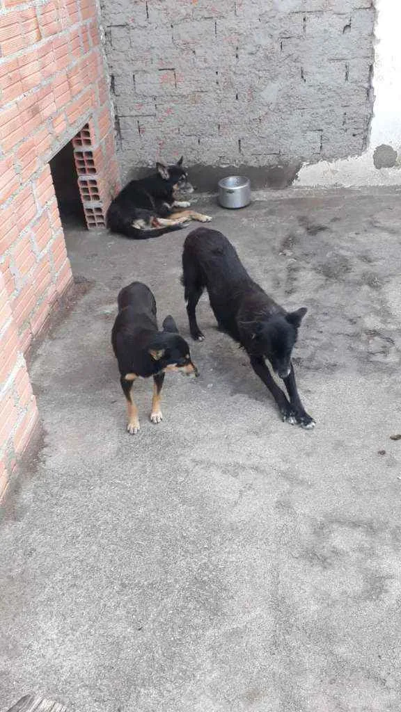 Cachorro ra a Vira lata idade 6 ou mais anos nome Negona