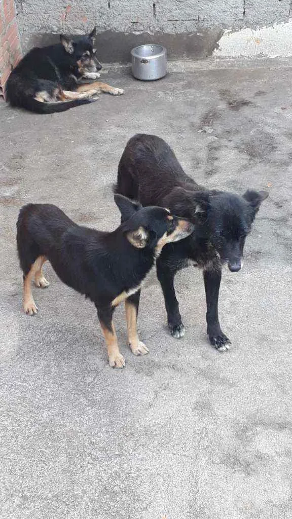 Cachorro ra a Vira lata idade 6 ou mais anos nome Negona