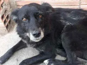 Cachorro raça Vira lata idade 6 ou mais anos nome Negona