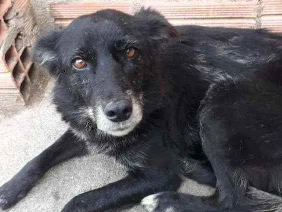 Cachorro ra a Vira lata idade 6 ou mais anos nome Negona