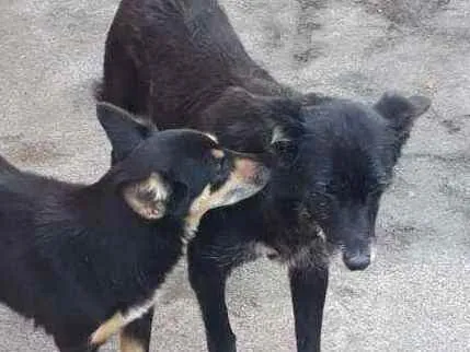 Cachorro ra a Vira lata idade 6 ou mais anos nome Negona