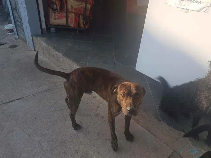 Cachorro ra a Fila com pitbull  idade 2 anos nome Spake