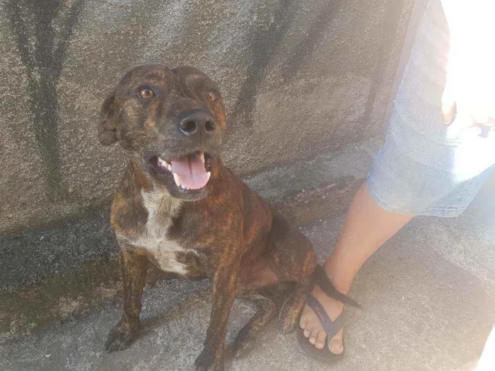 Cachorro ra a Fila com pitbull  idade 2 anos nome Spake