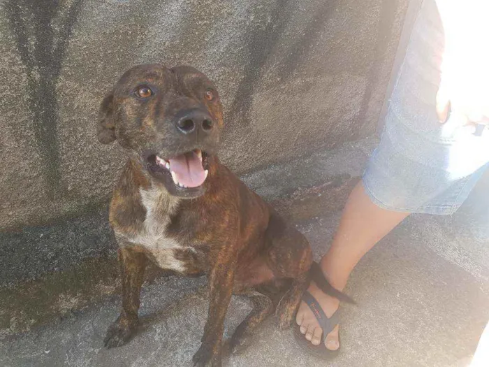 Cachorro ra a Fila com pitbull  idade 2 anos nome Spake