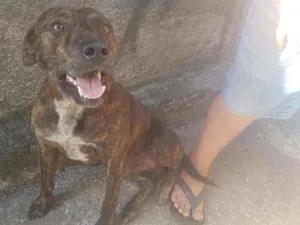 Cachorro raça Fila com pitbull  idade 2 anos nome Spake