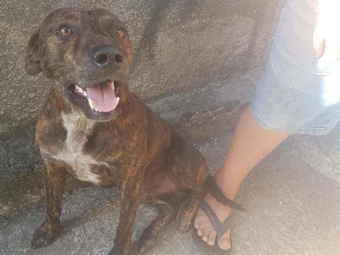 Cachorro ra a Fila com pitbull  idade 2 anos nome Spake