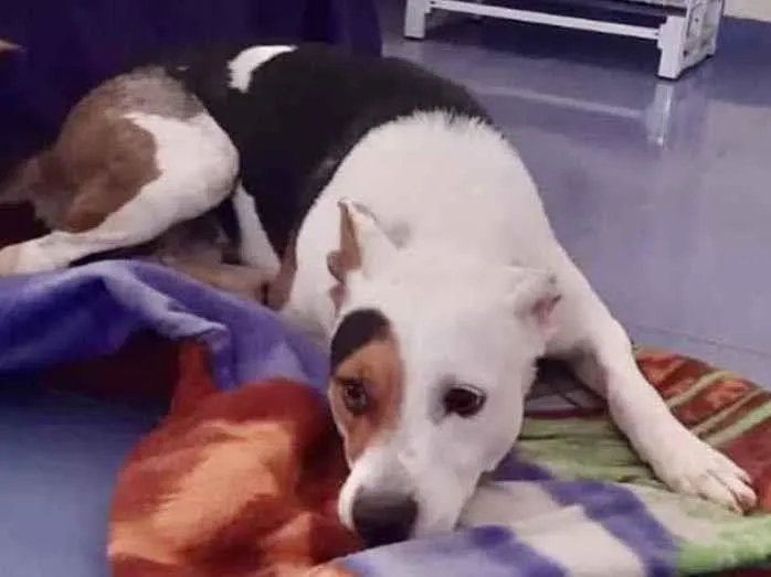 Cachorro ra a Mestiço  idade 7 a 11 meses nome Apolo 