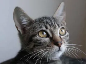 Gato raça  idade 2 a 6 meses nome Gatinhos