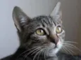 Gatinhos