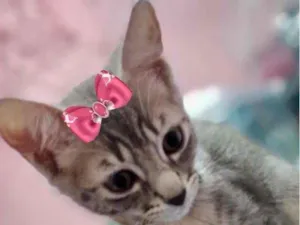 Gato raça Mestiça  idade 2 a 6 meses nome Bia 