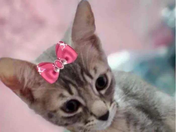 Gato ra a Mestiça  idade 2 a 6 meses nome Bia 