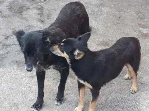 Cachorro ra a Vira lata idade 6 ou mais anos nome Pequena