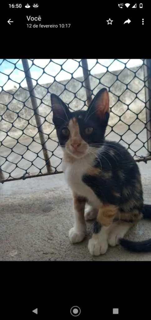 Gato ra a Não sei idade 2 a 6 meses nome Mestiçinha