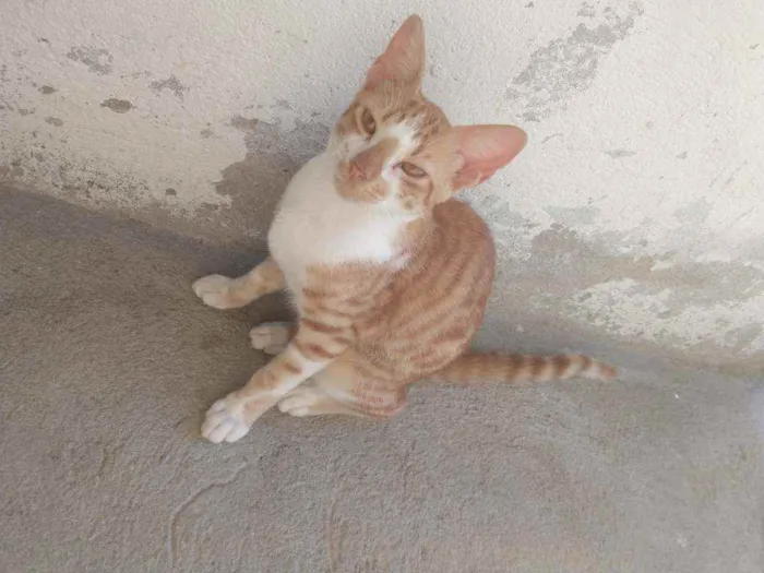 Gato ra a Não sei idade 2 a 6 meses nome Galeguinho