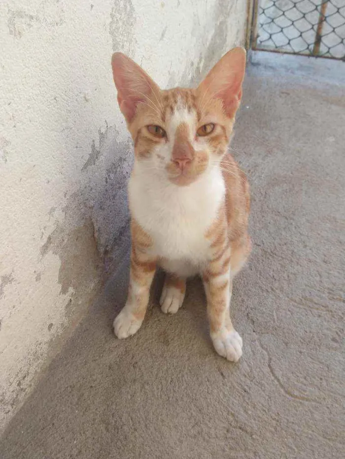 Gato ra a Não sei idade 2 a 6 meses nome Galeguinho