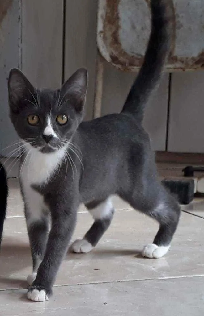 Gato raça Sem raça definida idade 2 a 6 meses nome Grey, Black e Tita
