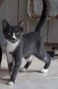 Grey, Black e Tita