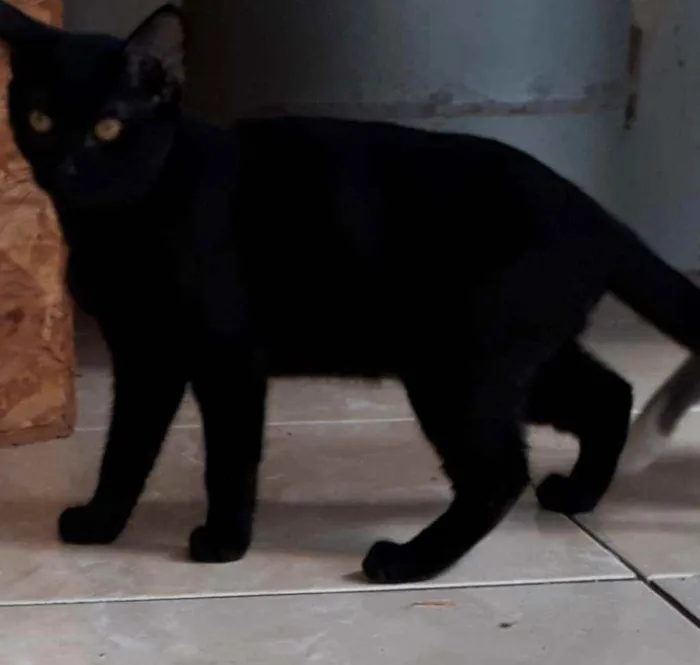 Gato raça Sem raça definida idade 2 a 6 meses nome Grey, Black e Tita