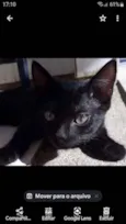 Grey, Black e Tita