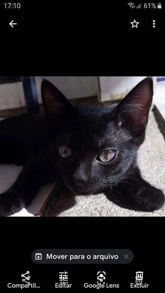 Gato raça Sem raça definida idade 2 a 6 meses nome Grey, Black e Tita