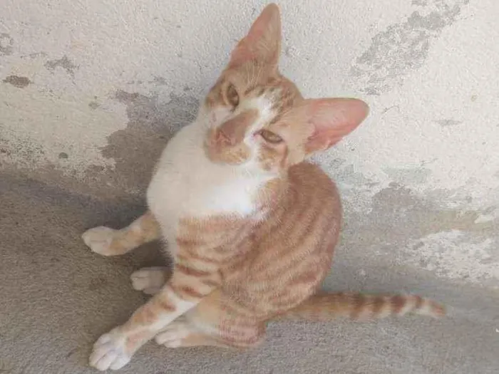 Gato ra a Não sei idade 2 a 6 meses nome Galeguinho