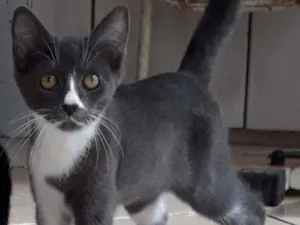 Gato raça Sem raça definida idade 2 a 6 meses nome Grey, Black e Tita