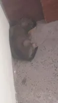 Topias