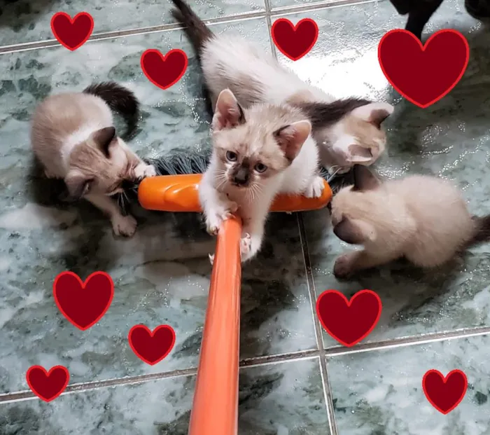 Gato ra a SRD-ViraLata idade 2 a 6 meses nome Anjos Cats