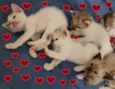Anjos Cats
