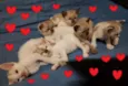 Anjos Cats