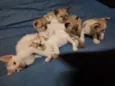 Anjos Cats