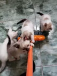 Anjos Cats