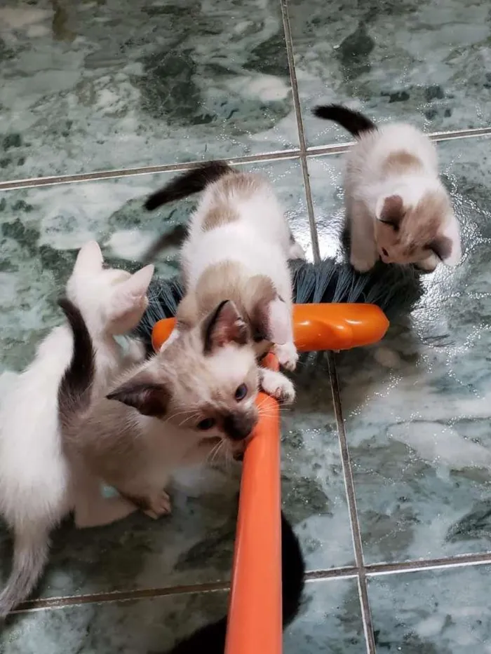 Gato ra a SRD-ViraLata idade 2 a 6 meses nome Anjos Cats