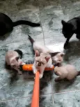 Anjos Cats