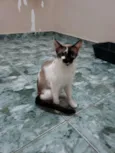 Anjos Cats