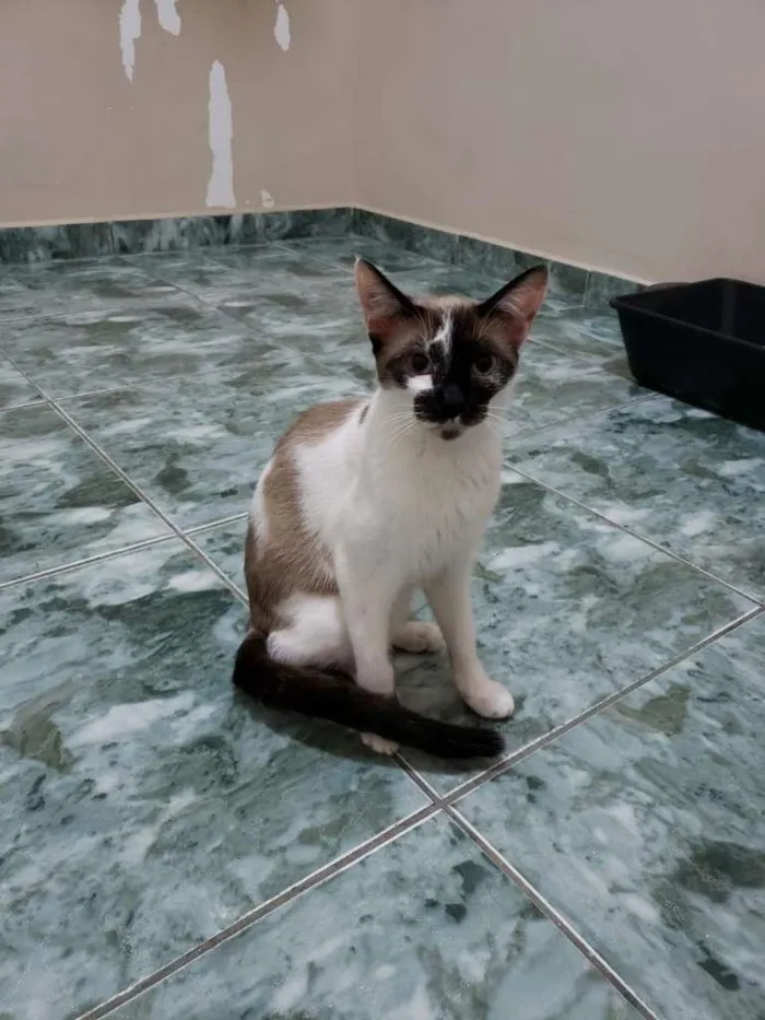 Gato ra a SRD-ViraLata idade 2 a 6 meses nome Anjos Cats