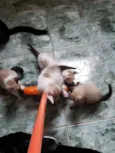 Anjos Cats