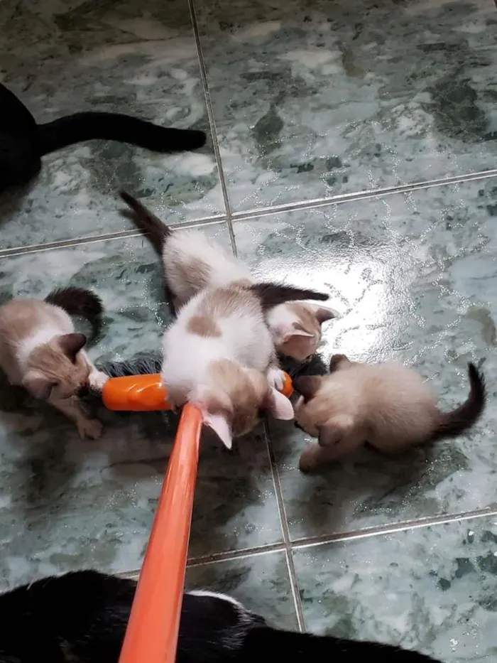 Gato ra a SRD-ViraLata idade 2 a 6 meses nome Anjos Cats