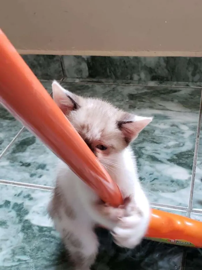 Gato ra a SRD-ViraLata idade 2 a 6 meses nome Anjos Cats