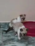 Anjos Cats