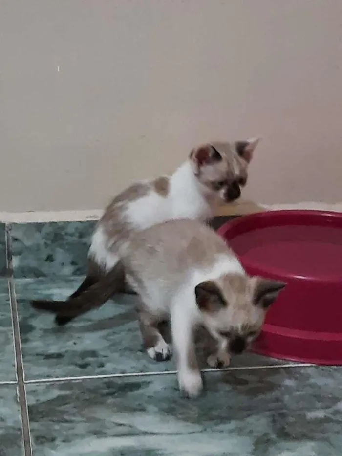 Gato ra a SRD-ViraLata idade 2 a 6 meses nome Anjos Cats