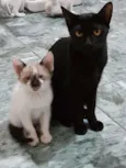 Anjos Cats