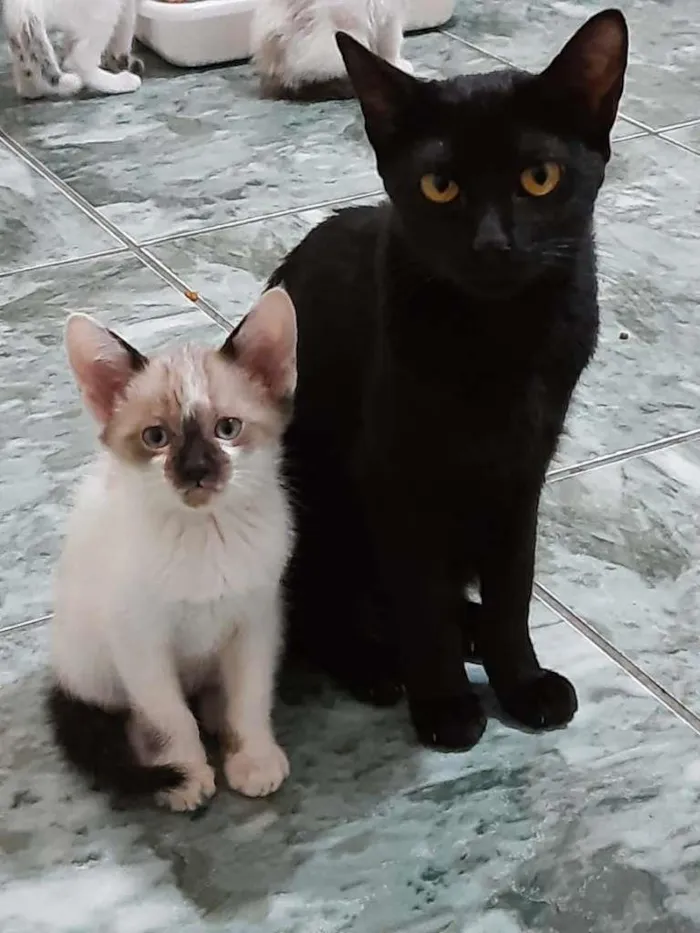 Gato ra a SRD-ViraLata idade 2 a 6 meses nome Anjos Cats