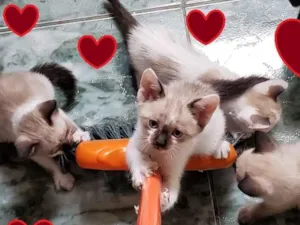 Gato raça SRD-ViraLata idade 2 a 6 meses nome Anjos Cats