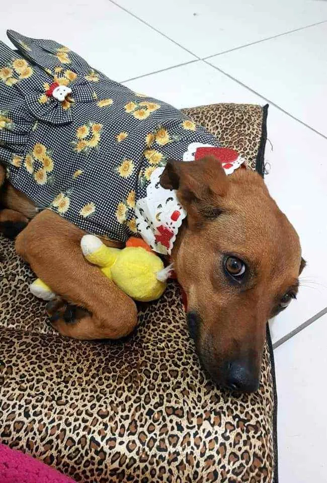 Cachorro raça SRD idade 1 ano nome Mel