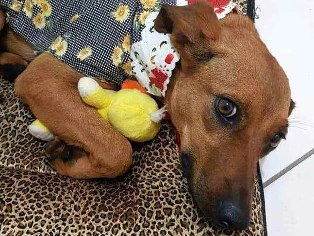 Cachorro raça SRD idade 1 ano nome Mel
