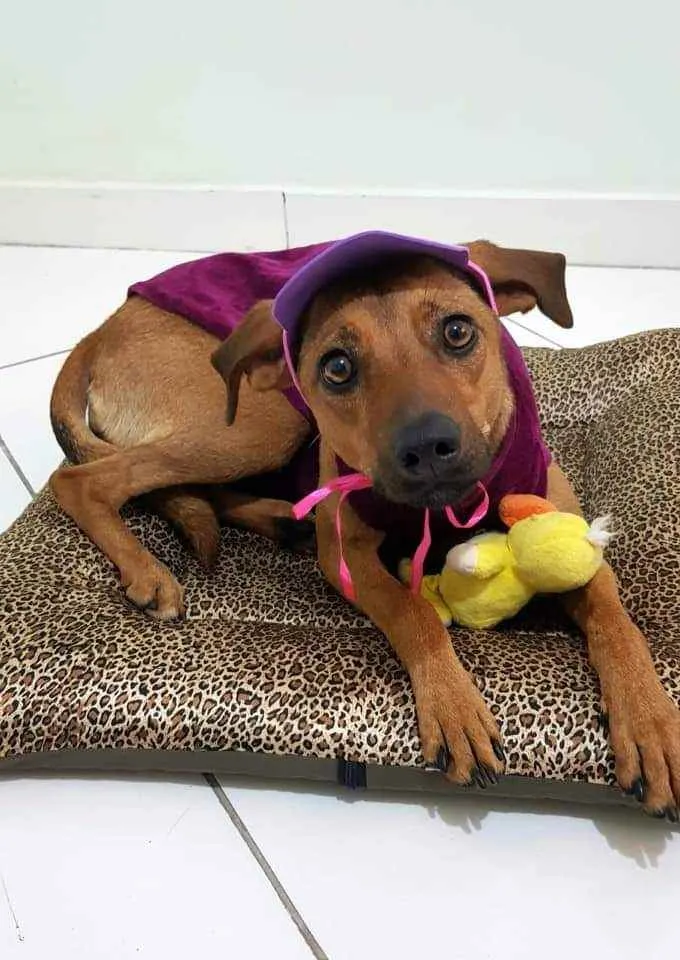 Cachorro raça SRD idade 1 ano nome Mel