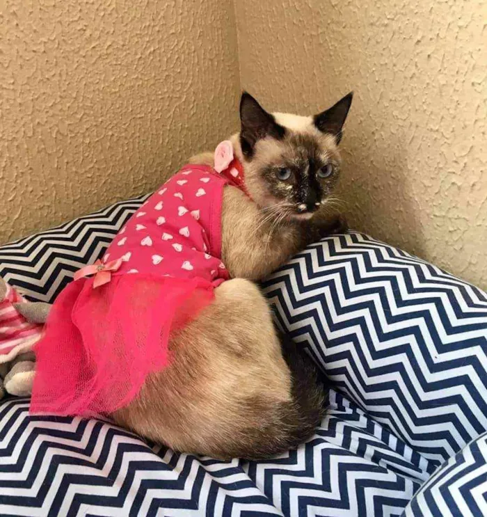 Gato raça SRD idade 2 a 6 meses nome Katarina